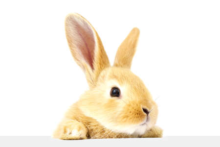 A  fluffy ginger rabbit looks at a signboard. Isolated on white background. Easter Bunny.の写真素材