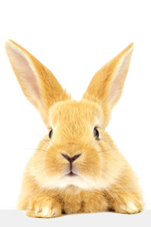 Fluffy nice rabbit is looking closely at the banner. A pet. Easter concept.の写真素材