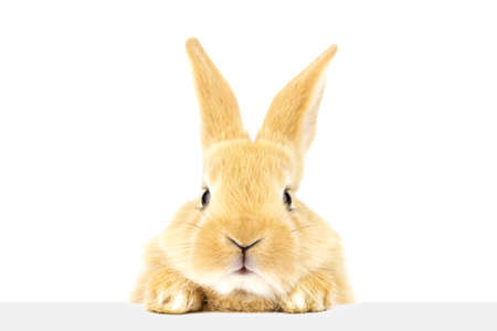 Ginger rabbit peeks out at the banner. Photo of a fluffy pet on a white background. Soft focus. Close upの写真素材