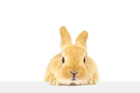 Fluffy nice rabbit is looking closely at the banner. A pet. Easter concept.の写真素材