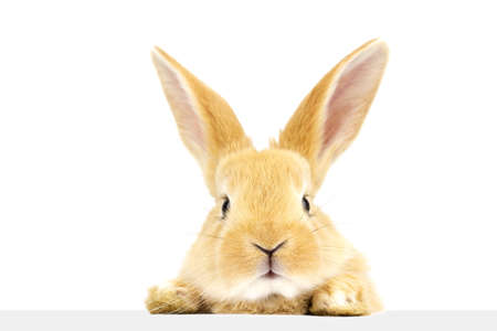 Ginger rabbit peeks out at the banner. Photo of a fluffy pet on a white background. Soft focus. Close upの写真素材