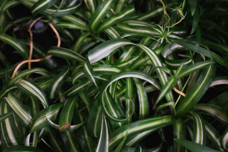 Green leaves on a dark background. Beautiful texture of the leaves. Nature concept. View from above.の写真素材