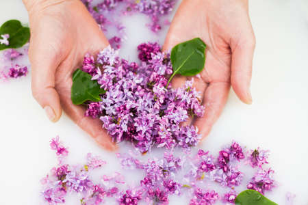 Young hands hold lilac petals in a milk bath, closeup. Elegance, fashionable layout. Card layoutの写真素材
