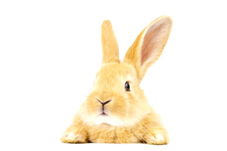 Head of a ginger rabbit on a white background. Decorative hare. Easter concept.の写真素材