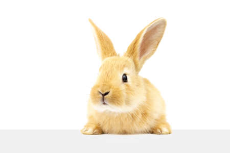 A domestic ginger rabbit looks at the sign. Well-groomed pet. Animals concept.の写真素材