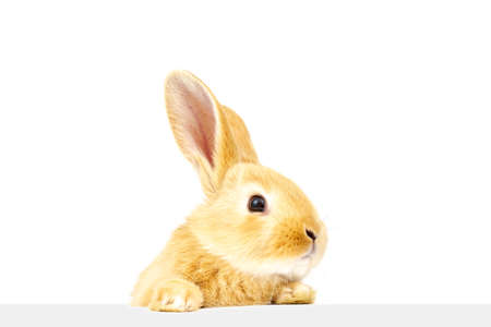 A domestic ginger rabbit looks at the sign. Well-groomed pet. Animals concept.の写真素材