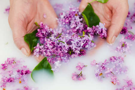 Young hands hold lilac petals in a milk bath, closeup. Elegance, fashionable layout. Card layoutの写真素材