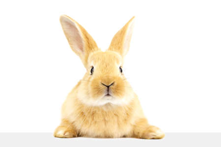 Ginger rabbit peeks out at the banner. Photo of a fluffy pet on a white background. Soft focus. Close upの写真素材