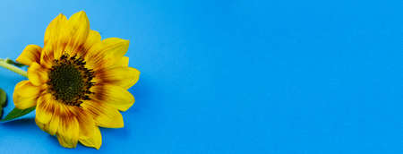 Medium yellow sunflower on a blue background. Photo banner. Place for your text. Education concept.の写真素材