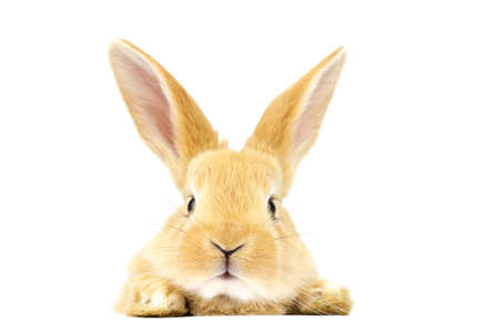 Cute fluffy home ginger bunny isolated on white background. Side view. Nature concept.の写真素材