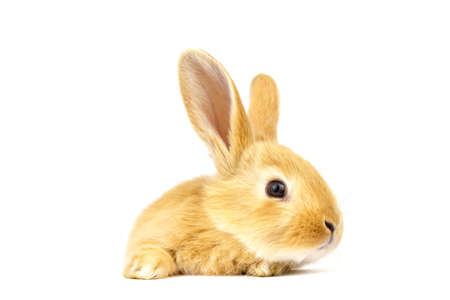 Head of fluffy ginger rabbit isolated on white background. Little friend. Animals concept.の写真素材