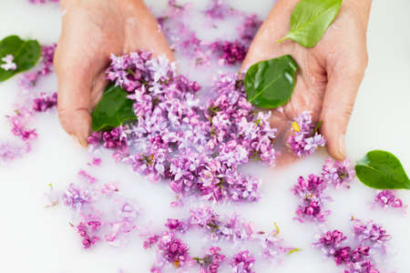 Young hands hold lilac petals in a milk bath, closeup. Elegance, fashionable layout. Card layoutの写真素材