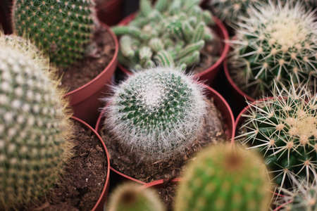 Beautiful and thorny cacti with lots of needles growing in a special garden. View from above. Nature concept.の写真素材