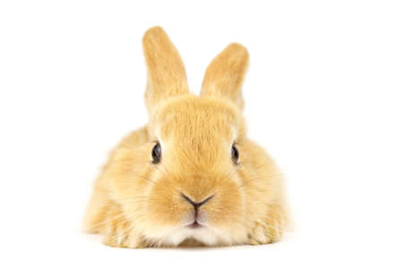 Head of fluffy ginger rabbit isolated on white background. Little friend. Animals concept.の写真素材