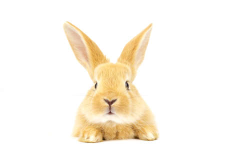 Head of fluffy ginger rabbit isolated on white background. Lovely eyes. Easter concept.の写真素材