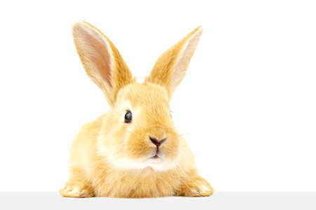 Fluffy nice rabbit is looking closely at the banner. A pet. Easter concept.の写真素材