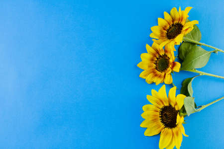 Three flowers of a sunflower on a blue background. View from above. Place for your text.の写真素材