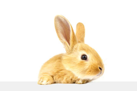 A domestic ginger rabbit looks at the sign. Well-groomed pet. Animals concept.の写真素材