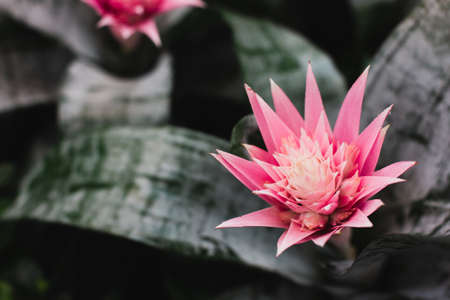 Pink thorny flower on a dark background. Floral arrangement in natural dark tones.の写真素材