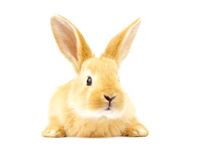 Head of fluffy ginger rabbit isolated on white background. Little friend. Animals concept.の写真素材