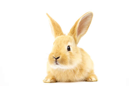 Small ginger rabbit on a white background. Copy space. Easter concept. For kennel advertising.の写真素材