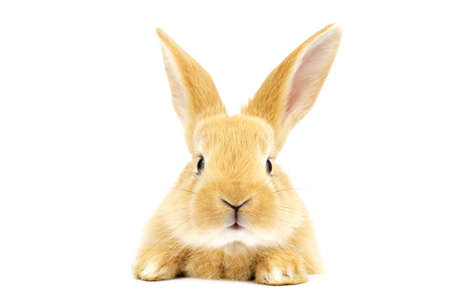Small ginger rabbit on a white background. Copy space. Easter concept. For kennel advertising.の写真素材