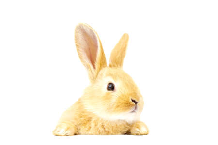 Head of fluffy ginger rabbit isolated on white background. Lovely eyes. Easter concept.の写真素材