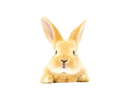 Head of fluffy ginger rabbit isolated on white background. Lovely eyes. Easter concept.の写真素材