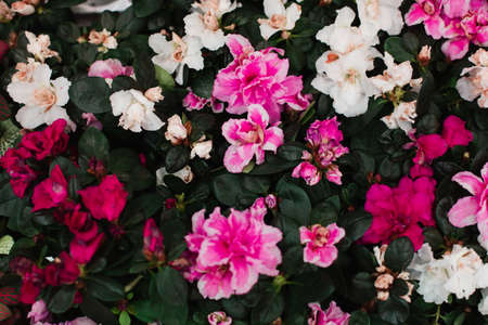 A bouquet of beautiful multi-colored summer flowers on a dark green background close-up. Blossom concept.の写真素材