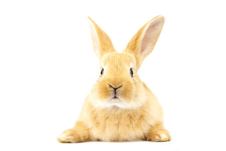 Head of fluffy ginger rabbit isolated on white background. Lovely eyes. Easter concept.の写真素材