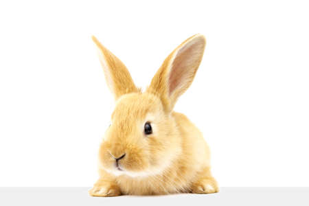 A cute fluffy ginger rabbit looks at the signboard. A beautiful animal. Easter concept.の写真素材