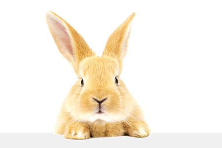 A cute fluffy ginger rabbit looks at the signboard. A beautiful animal. Easter concept.の写真素材