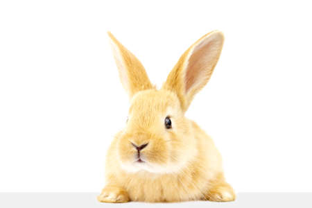 A cute fluffy ginger rabbit looks at the signboard. A beautiful animal. Easter concept.の写真素材