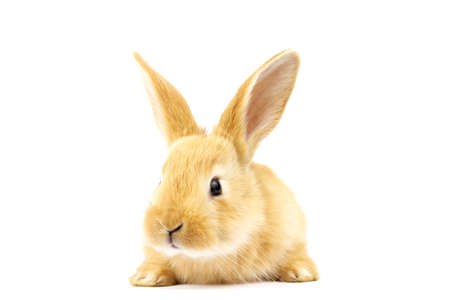 Small ginger rabbit on a white background. Copy space. Easter concept. For kennel advertising.の写真素材