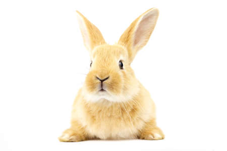 Cute fluffy home ginger bunny isolated on white background. Side view. Nature concept.の写真素材