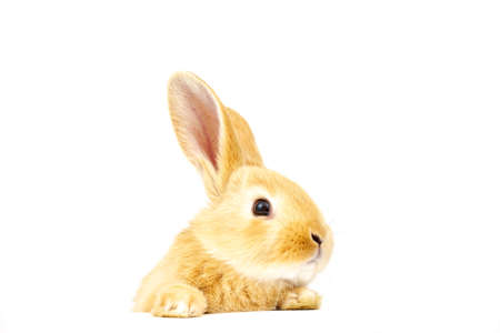 Small ginger rabbit on a white background. Copy space. Easter concept. For kennel advertising.の写真素材