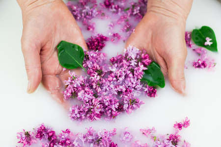 Young hands hold lilac petals in a milk bath, closeup. Elegance, fashionable layout. Card layoutの写真素材