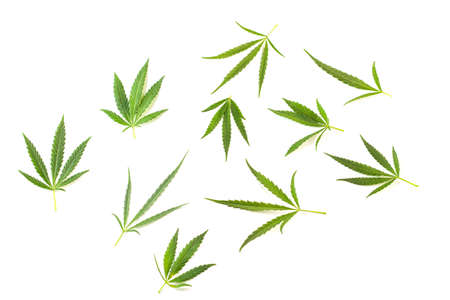 Small cannabis leaves are scattered on a white background. View from above. Photo concept.の写真素材