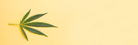 Small green cannabis leaf lying on a yellow background. View from above. Photo banner. Place for your text.の写真素材