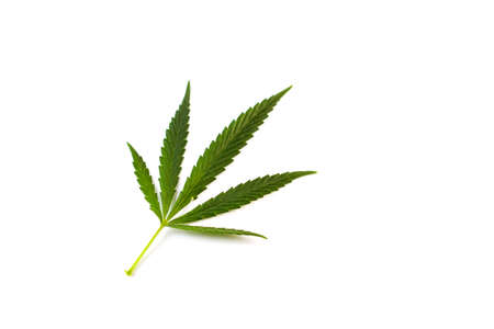 Small green hemp leaf isolated on white background. View from above.の写真素材