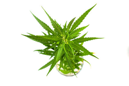 Bush of green fresh hemp isolated on white background. View from above. Photo concept.の写真素材