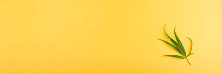 Small green cannabis leaf lying on a yellow background. View from above. Photo banner. Place for your text.の写真素材