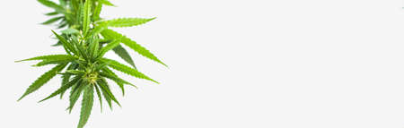 Bush of green fresh hemp isolated on white background. View from above. Place for your text. Photo banner.の写真素材