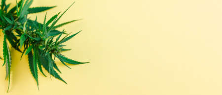 Branch of green fresh cannabis lying sideways on a yellow background. Place for your text. Photo banner. View from above. Photo concept.の写真素材