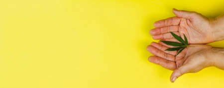 Hands hold a small cannabis leaf on a yellow background. View from above. Photo concept. Place for your text. Photo banner.の写真素材