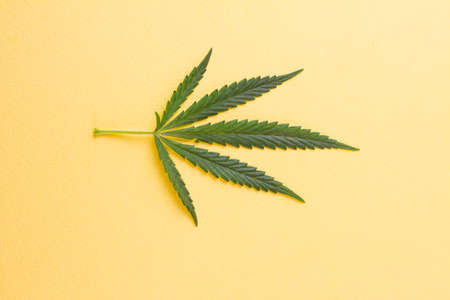 A wild green cannabis leaf lying in the center on a yellow background. View from above. Photo concept.の写真素材