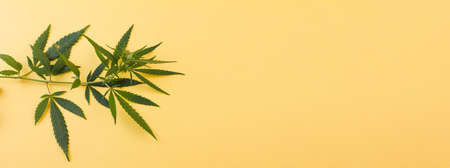 A small sprig of wild green hemp on a yellow background. Photo banner. View from above. Place for your text.の写真素材