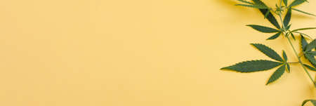 A small sprig of wild green hemp on a yellow background. Photo banner. View from above. Place for your text.の写真素材