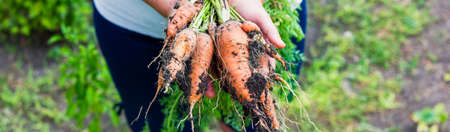 A woman, dressed in a white blouse and black pants, holds in her hands many different carrots against the background of the beds. Photo banner. Place for your text. Selective focus.の写真素材