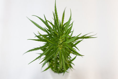 Wild green hemp bush in a pot on a white background. View from above. Photo concept. Selective focus.の写真素材